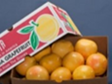 Red Grapefruit - 10 lb Box