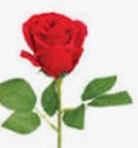 One Rose